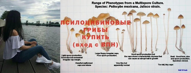 Галлюциногенные грибы Psilocybe  сайты даркнета клад  Берёзовский  где купить  